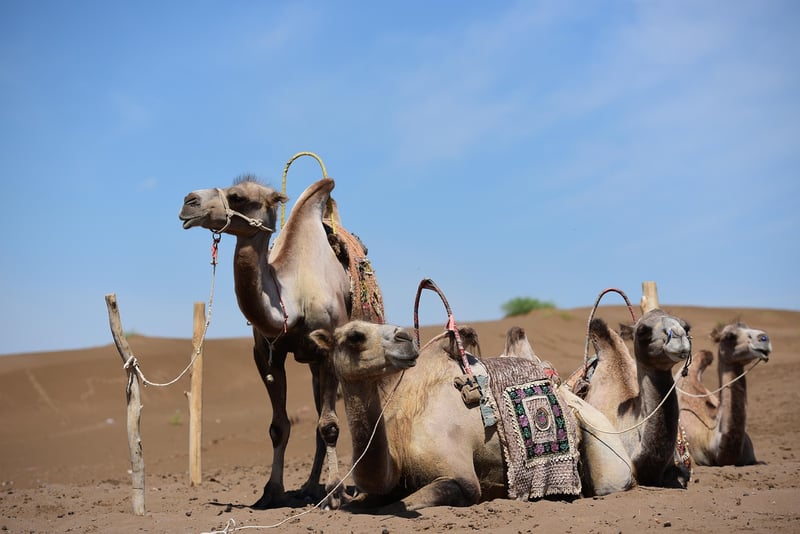 Silk Road